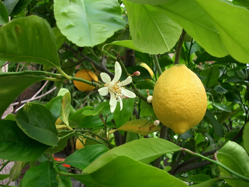 Get in the Tub with Bergamot