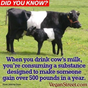 The Dangers of Dairy